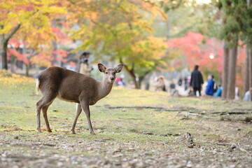 deer in nara temple park