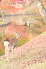 deer in nara temple park