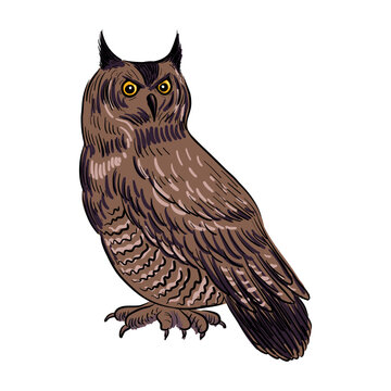 vector drawing sketch of bird, Eurasian eagle-owl ,Bubo bubo, hand drawn songbird, isolated nature design element