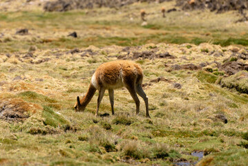 Vicuna on a promontory in the Andean plateau. Mountain and blue sky background