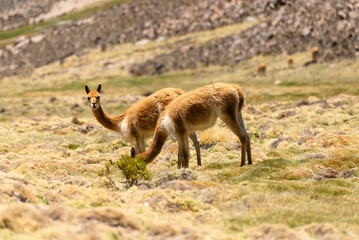 Vicuna on a promontory in the Andean plateau. Mountain and blue sky background