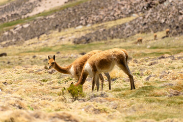 Vicuna on a promontory in the Andean plateau. Mountain and blue sky background