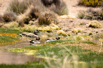 wild bird duck mallard with ducklings swimming across the pond, anas platyrhynchos, family in golden sunset color on spring pond. Czech Republic, Europe wildlife