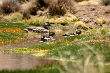 wild bird duck mallard with ducklings swimming across the pond, anas platyrhynchos, family in golden sunset color on spring pond. Czech Republic, Europe wildlife
