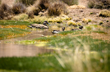 wild bird duck mallard with ducklings swimming across the pond, anas platyrhynchos, family in golden sunset color on spring pond. Czech Republic, Europe wildlife