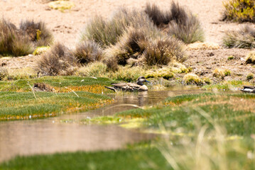 wild bird duck mallard with ducklings swimming across the pond, anas platyrhynchos, family in golden sunset color on spring pond. Czech Republic, Europe wildlife