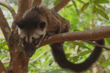 close up of beautiful weasel 