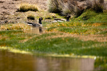 wild bird duck mallard with ducklings swimming across the pond, anas platyrhynchos, family in golden sunset color on spring pond. Czech Republic, Europe wildlife