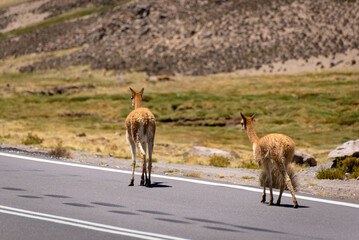 Vicuna on a promontory in the Andean plateau. Mountain and blue sky background