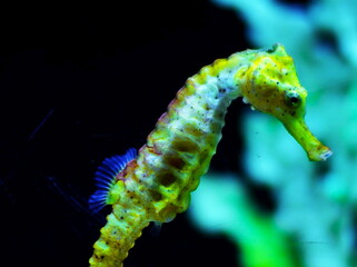 水族館で人気者のタツノオトシゴ