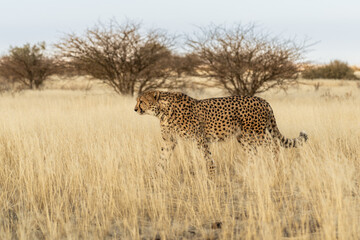 cheetah in the African savannah waiting for prey Namibia.