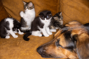 Small little kitty tease a dog. Cat and dog harmoniously side by side, Kitten protection across species. Animal care. Love and friendship. Domestic animals. Puppy and kitten playing together