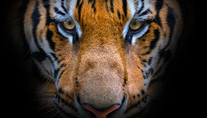 The bengal tiger's eyes and face on a black background