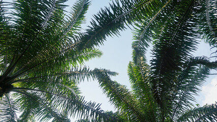 High angle shot of Palm Trees, Palm Leaves with Blue Sky background.