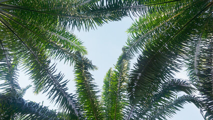 Fototapeta premium High angle shot of Palm Trees, Palm Leaves with Blue Sky background.