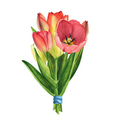 Tulips red on white background. Watercolor hand drawing illustration. Art for womens day march