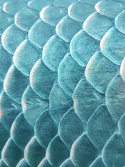 close up of a blue and white background