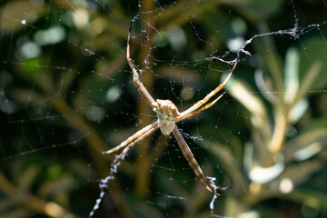 Tiger spider making a spider web