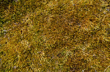 Top view of yellow moss pattern in sunlight