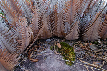Wonderful dired leaves of ferns and moss on the rock