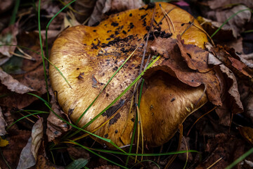 Mushroom under fallen leaves in the autumn forest close-up.