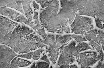 Wonderful pattern of roots on the ground