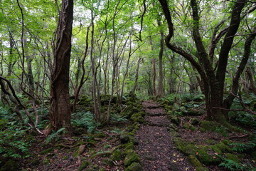 wild forest with old trees and vines