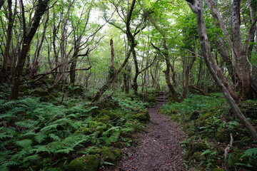 fine footpath in the woods