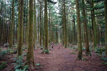 Fototapeta premium old cedar woods