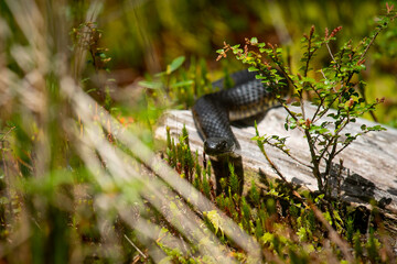 Lowlands Copperhead Snake