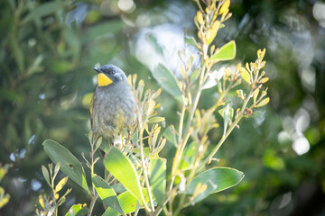 Yellow Throated Honeyeater