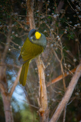 Yellow Throated Honeyeater 2