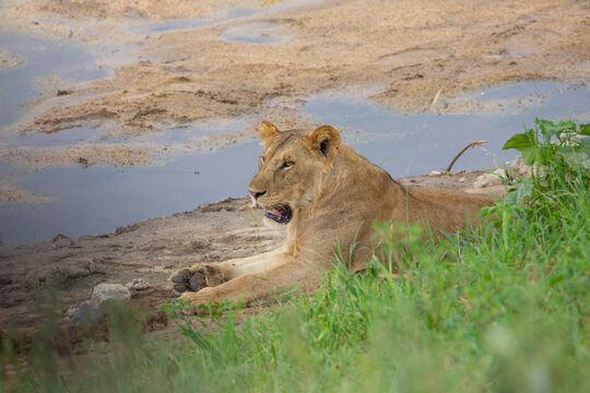 A lion relaxing near the waters of the Serengeti