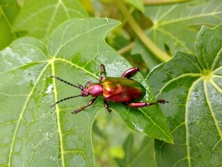 beetle on a papaya leaf