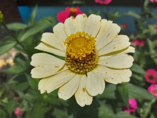 flower of a calendula