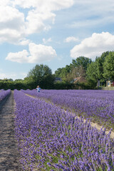 Fototapeta na wymiar Summer landscape with a girl running through a lavender field. Blooming lavender on a sunny summer day. lavender bloom season. vertical shot