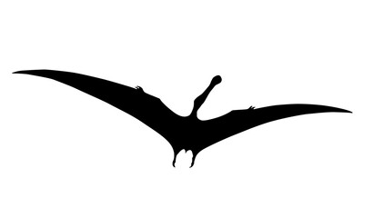 silhouette of a pterosaur on a white background