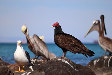 A red-headed vulture in the middle of pelicans and seagull