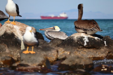 A pelican sleeps curled up on a rock by the water, surrounded by another pelican and seagulls