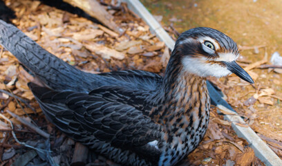pheasant in the snow