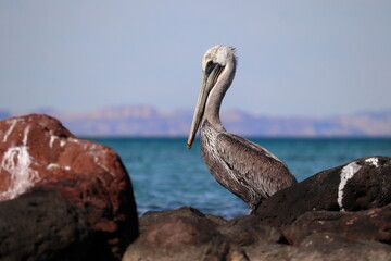 A pelican sitting between two rocks at the edge of the water