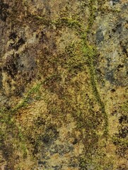 lichen on rock