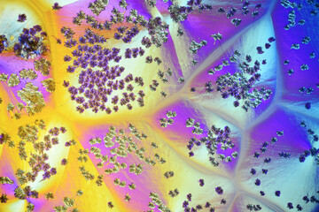 Colorful micro crystals in polarized light. Photo through a microscope - 557101594