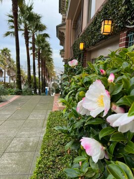 flowers in the street