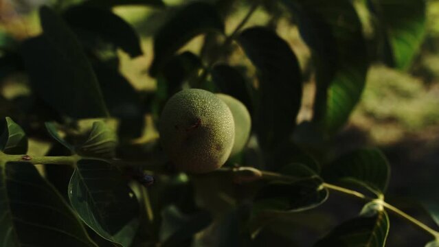 Green walnut 