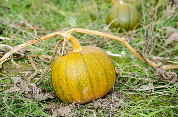 Pumpkin growing in patch - 557102948