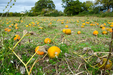 Pumpkin field in Hampshire, October - 557102956