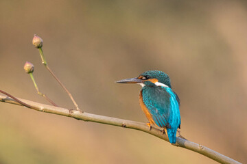 Common Kingfisher