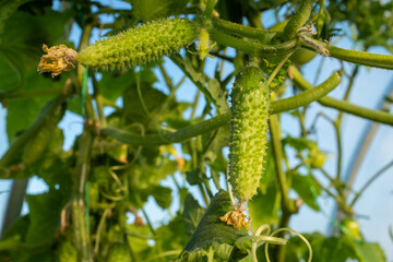 Ripening cucumbers in greenhouse. Organic food. Cucumber plants with green gherkins and yellow flowers for publication, poster, screensaver, wallpaper, banner, cover, post. High quality photo