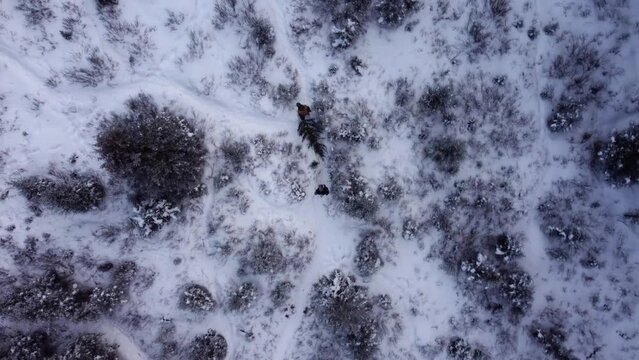 Two people are walking in the winter forest covered with snow. Aerial shot.